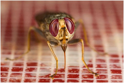 Fig. 1. A tsetse fly (Glossina morsitans morsitans) taking a bloodmeal using the artificial feeding membrane system (Image courtesy of Dr. Ray Wilson)