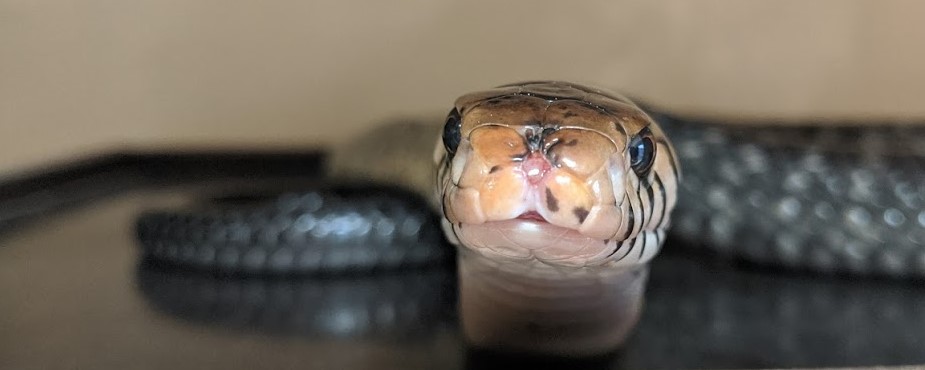 A Forest Cobra from Cameroon watches as students look around the lab