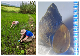 Another rice paddy inspection (LHS) in March 2024 with an O. viridis shell displayed (RHS).