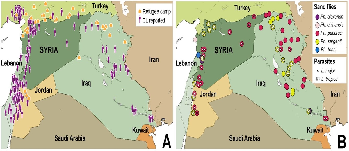 Fig. 1.Cutaneous leishmaniasis prevalence within Syria and neighboring countries (A), including distribution of parasite and sand fly species (B) (taken from Al-Salem W et al 2016 EID 22(5)931-933)