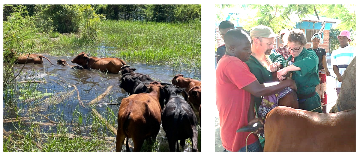  Dr Juhasz & Prof Stothard administering praziquantel to cattle