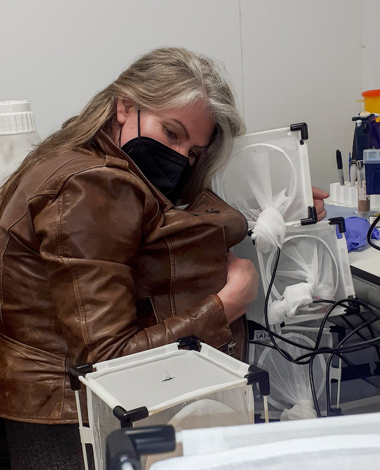 Dr. Lee Haines wearing a jacket in the hot insectary to amplify her heat and aroma, which encourages the cages of female mosquitoes to feed on the artificial blood feeder after they have been exposed to nitisinone.