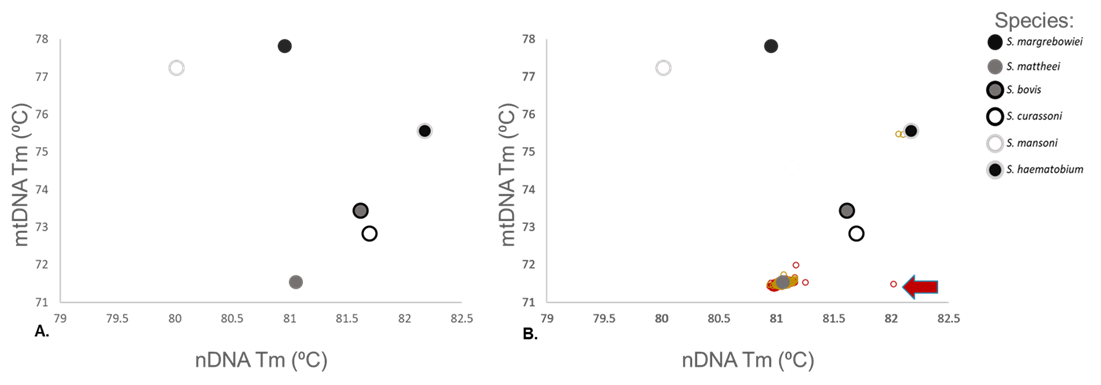 Fig 2. Scatter plots showing the distribution of the mitochondrial (mt) and nuclear (n) DNA markers for the main schistosome species of interest (A) and the same species-distribution markers plus results from field samples (B). Note that the majority of the field samples cluster with S. mattheei, two cluster with S. haematobium and a single sample falls out of alignment with the known species groups (indicated by the red arrow). This outlier sample has a similar nDNA Tm as S. haematobium but also possesses a S.mattheei mtDNA Tm signature, strongly indicating that this is a first generation hybrid between a S. haematobium male and a S. mattheei female.