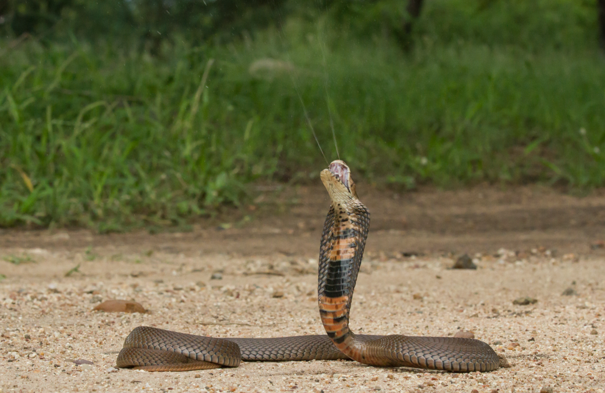 ©Wolfgang Wüster Naja mossambica from South Africa