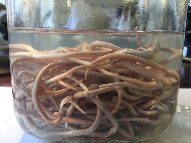 Ascaris adult worms on display in the Dagnall Lab at LSTM.