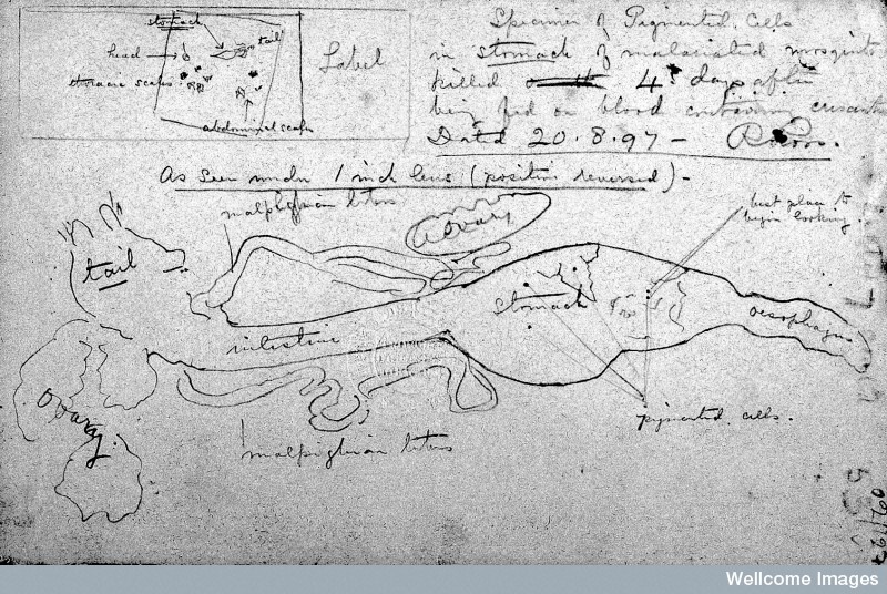 A dissection of malariated mosquito by R. Ross