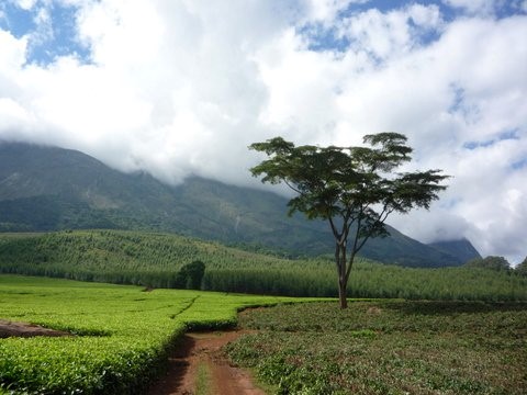 Mount Mulange & Tea plantations Mount Mulange & Tea plantations