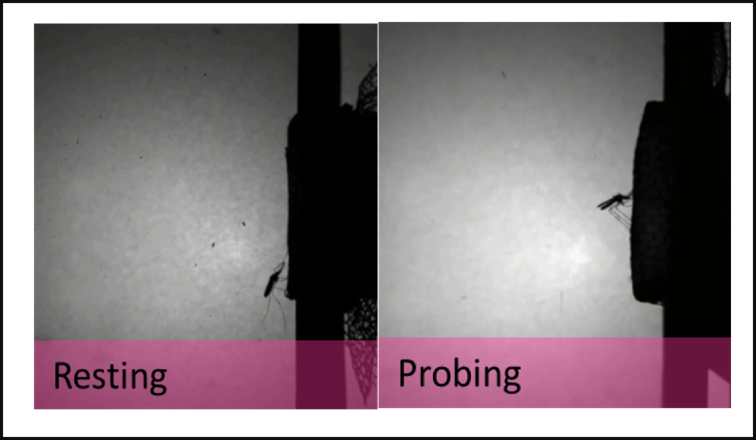 The team also developed camera systems that allow observation and quantification of detailed aspects of a mosquito’s behaviour; here the mosquito’s behaviour is recorded as it starts to feed on a human through an insecticide-treated bednet.