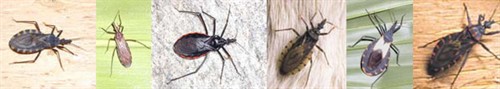 Triatomine bugs - the vectors of American trypanosomiasis - Chagas disease
