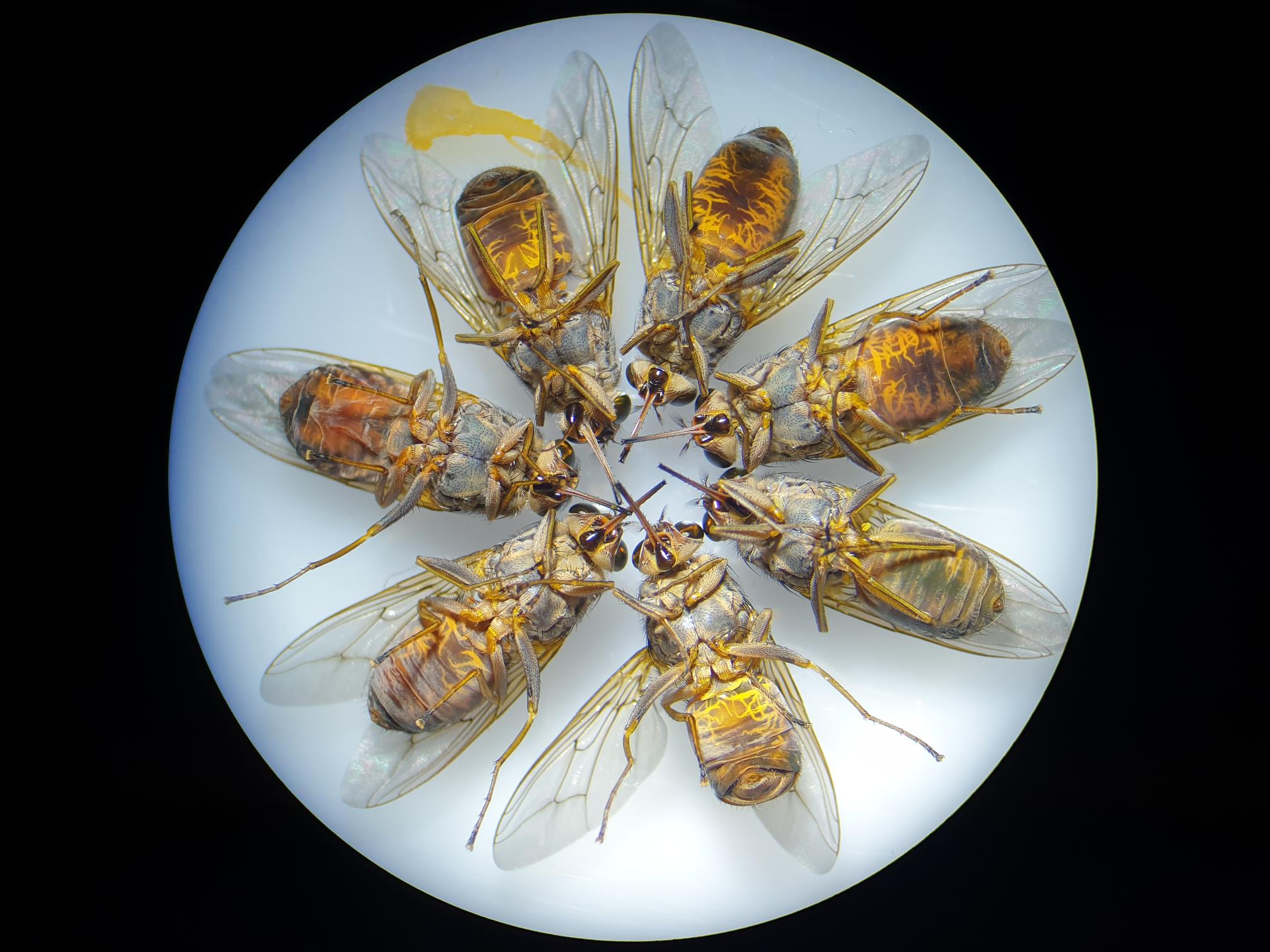 Where the female tsetse fly gives birth LSTM