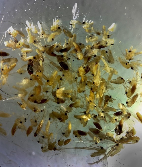 Field-caught sandflies preserved in alcohol. Darker bodies indicate bloodfed or gravid females. Field-caught sandflies preserved in alcohol. Darker bodies indicate bloodfed or gravid females.