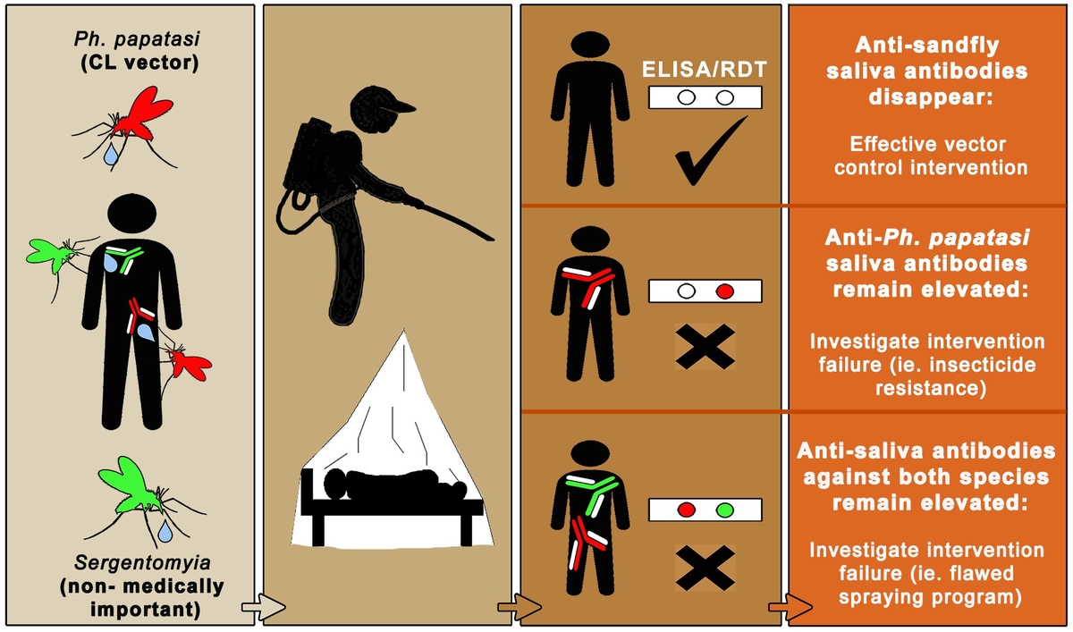 A sandfly specific bite exposure assay measures human exposure to sandfly saliva and can be used to assess vector control efficacy (spraying/bednets) and identify people with high anti-saliva antibody titres who are at risk of contracting cutaneous leishmaniasis. Illustrator: Dr. Lee Haines