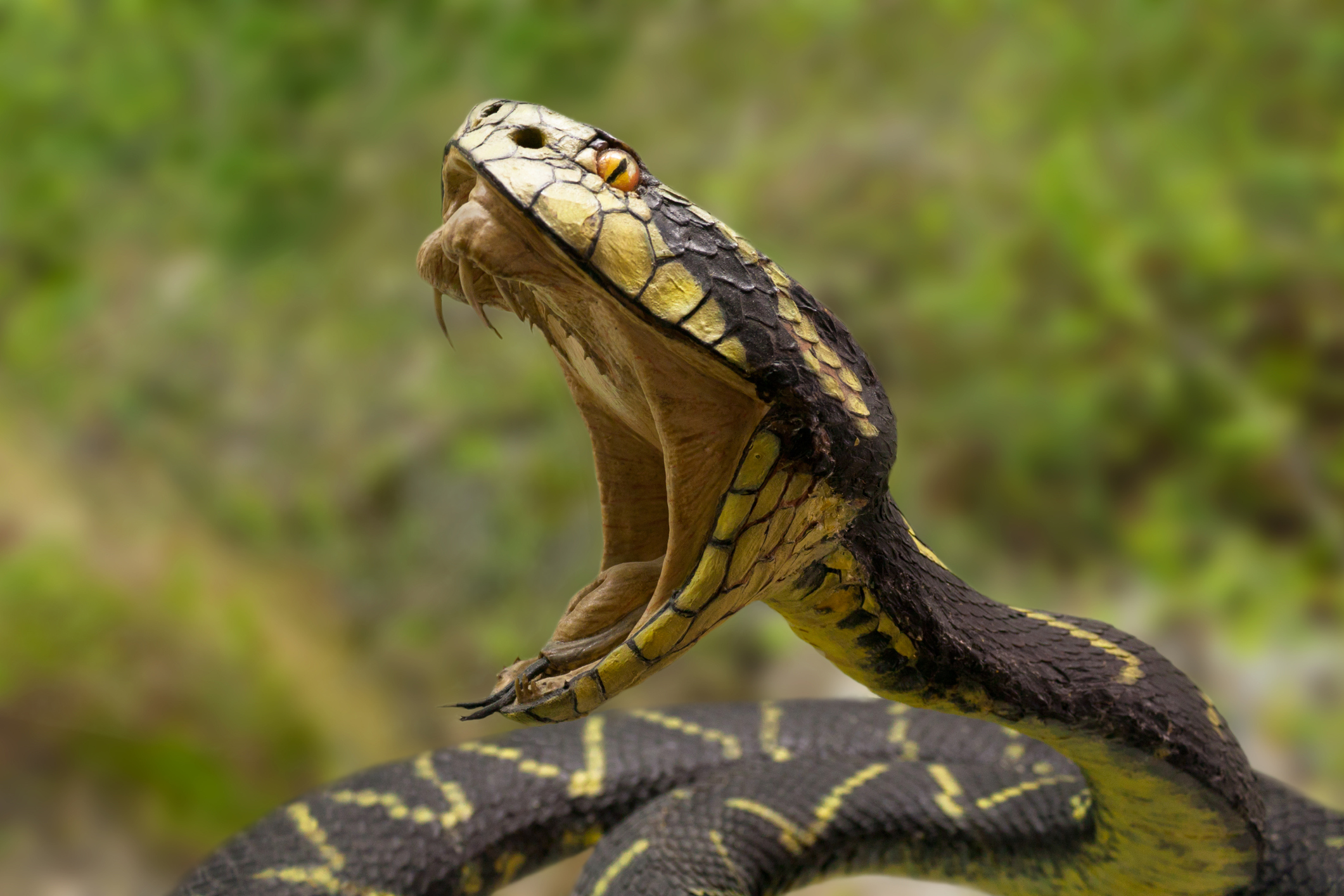 Нападение змей