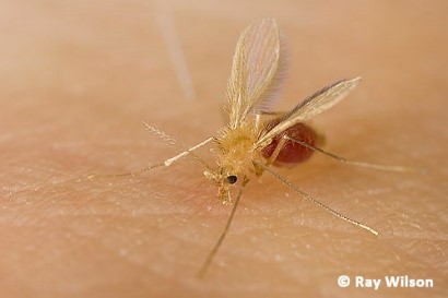 Female phlebotomine sandfly (left) and a dieuresing tsetse (right) after obtaining a bloodmeal Credit Ray Wilson