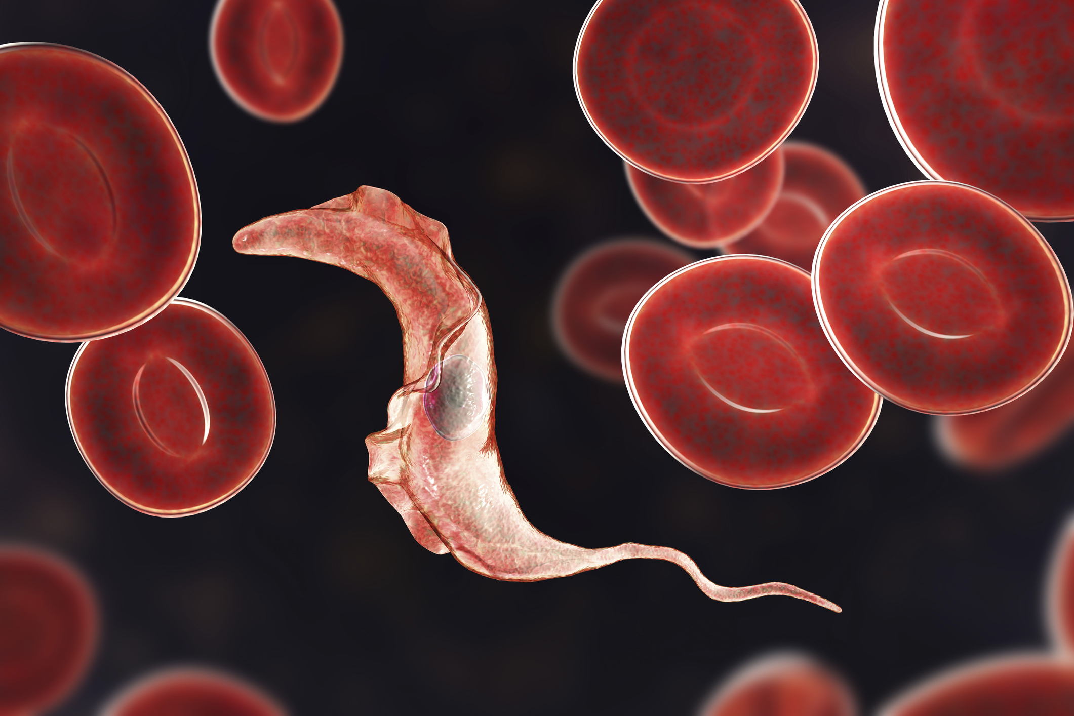 Blood parasites: Trypanosomiasis | LSTM