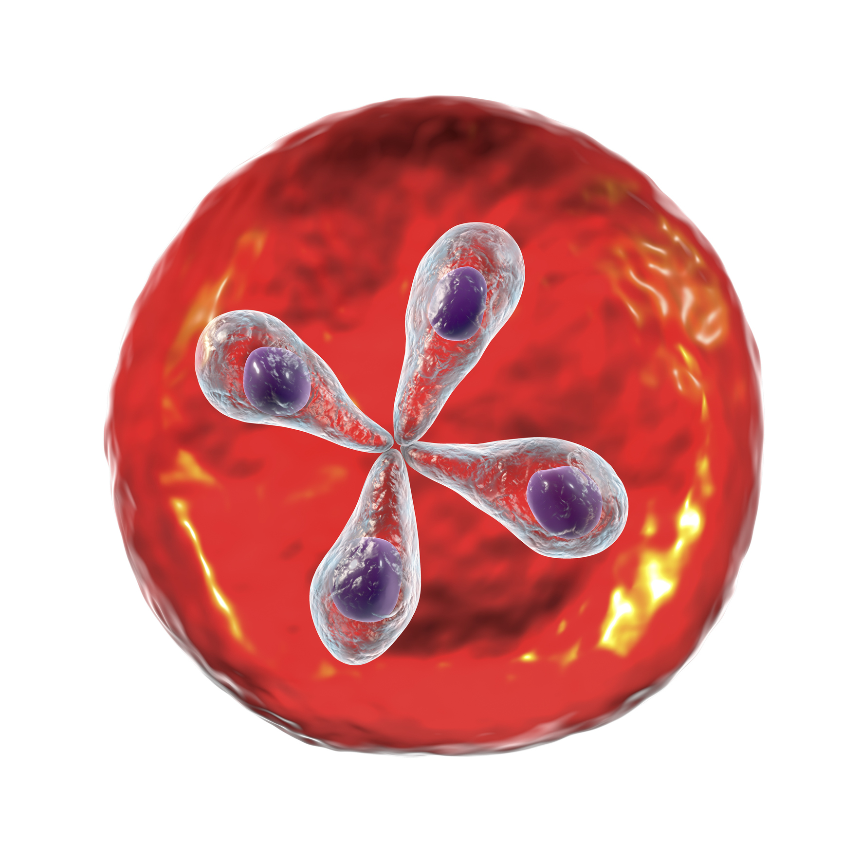 Blood parasites: Babesia | LSTM