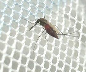 Anopheles gambiae mosquito