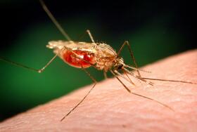 An image of an Anopheles Funestus mosquito