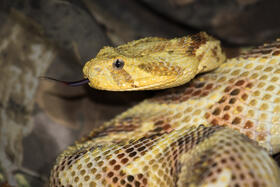 Puff adder (Bitis arietans), a species native to Kenya (Photo Credit R. Wilson)