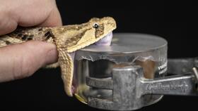Bitis Arietans (Image: S. Townsley)
