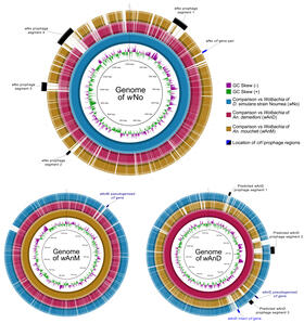 BLAST Ring Image Generator (BRIG) visualization of prophage regions in the genomes of wNo, wAnM and wAnD when compared to one another.