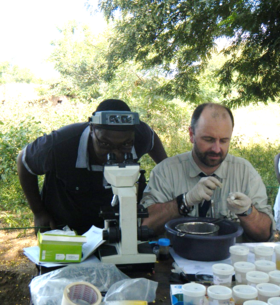 Dr Khumbo Kalua inspecting atypical eggs 