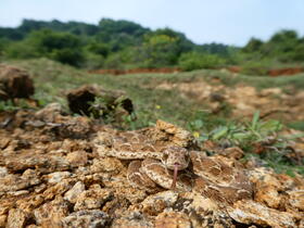 “Echis carinatus”:  Saw-scaled vipers, like this Indian species Echis carinatus, are one of the most medically important group of venomous snakes in the world. Photo: Wolfgang Wüster.