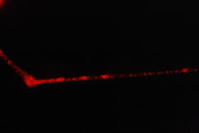 Image courtesy of Dr Adriana Adolfi
