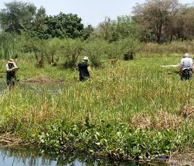 LSTM Tropical Disease Biology and Vector Researchers undertaking Vector surveillance in Malawi