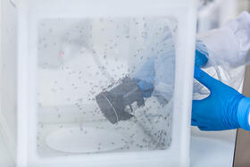 An image of an LSTM researcher working in an insectary. There are lots of mosquitoes flying in a special container used for research.