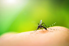 image of a mosquito taking a blood meal from a person