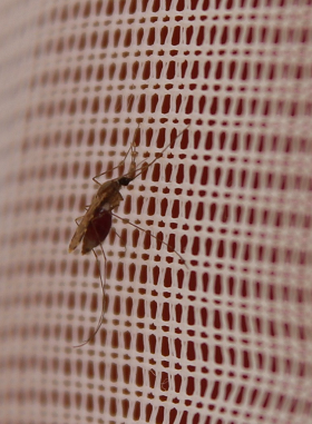 Malaria-carrying mosquito resting on a bed net due to resistance to insecticide