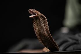 Egyptian cobra (Naja haje). Photo credit Simon Townsley.