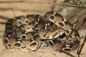 A saw scaled viper (Image: R Wilson)