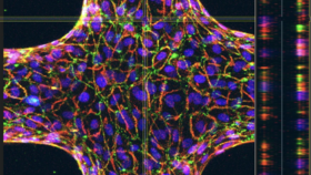 A 3D model of a bovine blood vessel