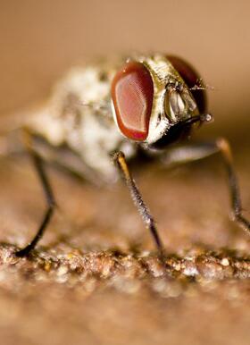 Tsetse fly. Dhruv Patel, CC BY 3.0 via Wikimedia Commons