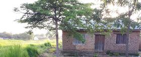 A typical example of improved housing beside a mosquito-producing rice field in rural Tanzania, constructed using bricks, timber and iron sheeting plus netting screens fitted over the windows. 