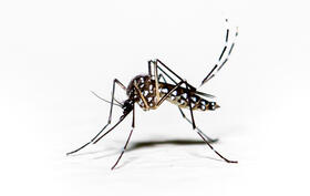 Aedes aegypti mosquito