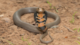 Mozambique Spitting Cobra (Naja mossambica) (Credit: Craig Cordier, iStock)