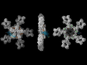 IgM binding to malarial antigen - Richard Pleass