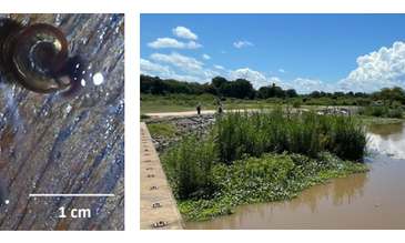 Bi. pfeifferi as found in Nsanje Port (left) with a view of the collecting area (right)