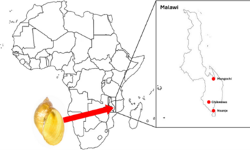 Graphical abstract of Jones et al.