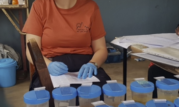 Ruth hard at work helping to process urine samples for microscopy