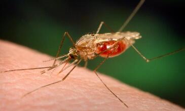 Anopheles funestus © James Gathany, CDC; Dr Frank Collins, University of Notre Dame
