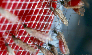Anopheles gambiae mosquitoes feeding on blood