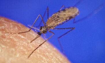 Researchers identified enzymes in Anopheles gambiae mosquitoes (image: CDC Public Health Library)