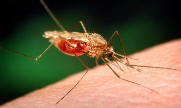 An image of an Anopheles Funestus mosquito