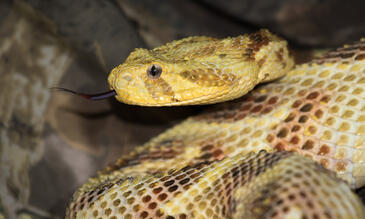 Puff adder (Bitis arietans), a species native to Kenya (Photo Credit R. Wilson)