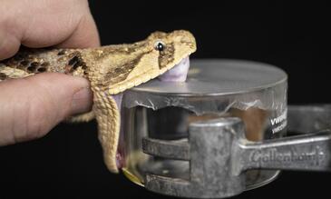 Bitis Arietans (Image: S. Townsley)