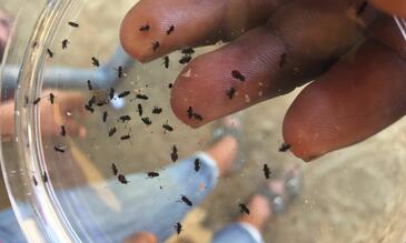 Cameroonian blackflies, the vectors for onchocerciasis.